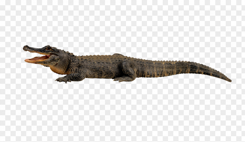Crocodile Nile Alligator Clip Art PNG