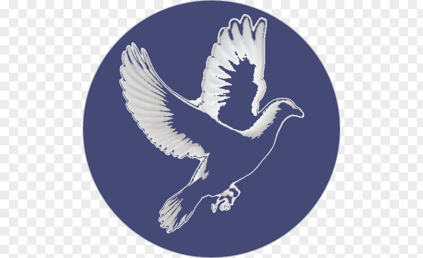 Eagle Peace Mawlid Beak Feather PNG