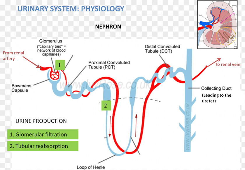 Endocrine System Nephron Kidney Excretory Anatomy Reabsorption PNG