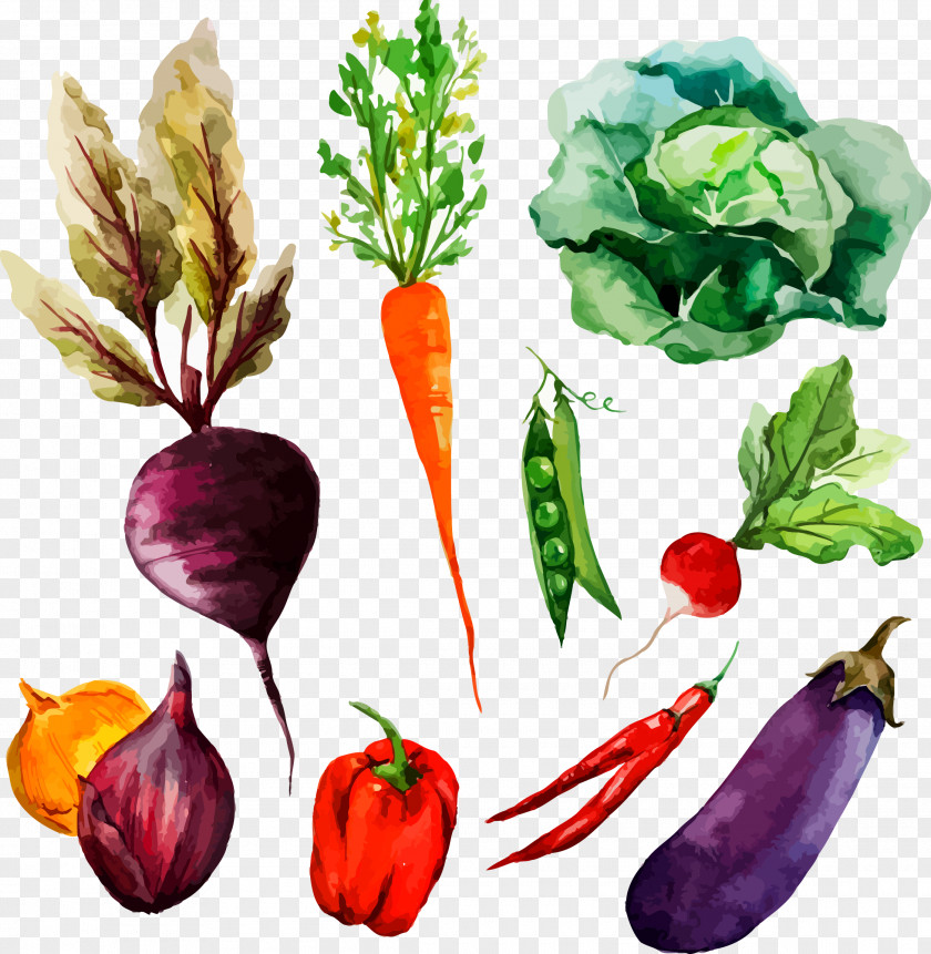 Hand-painted Vegetable Watercolor Painting Drawing Illustration PNG