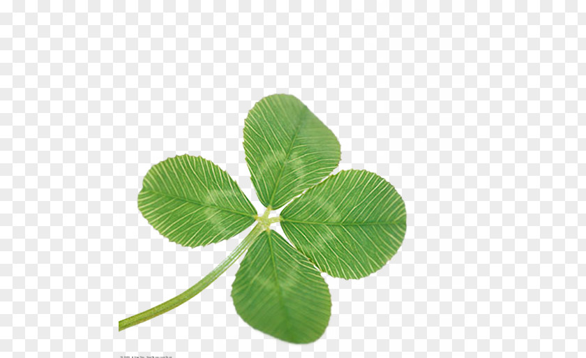 Stems And Leaves Of Clover Four-leaf PNG