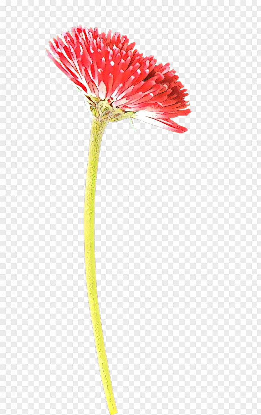 Transvaal Daisy Cut Flowers Plant Stem Poppy PNG