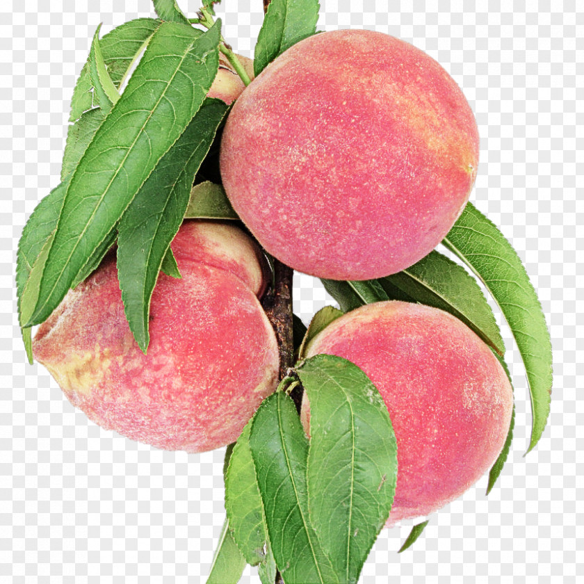 Wild Yellow Plum Tree Peach European Fruit Plant Food PNG