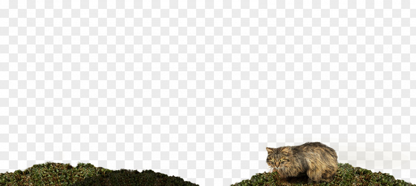 Cat Wildlife PNG