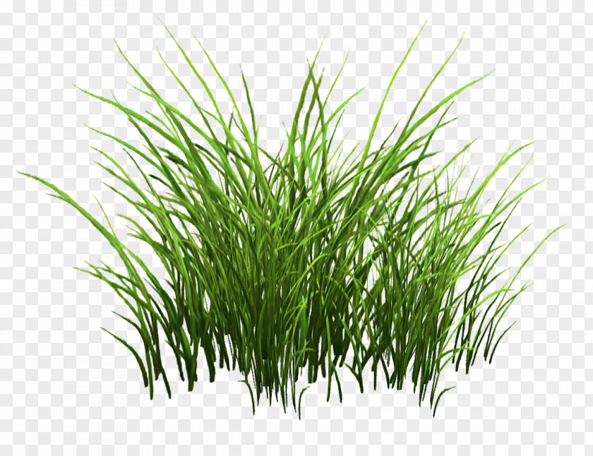 Clump Of Grass Sweet Vetiver Commodity Wheatgrass Plant Stem PNG