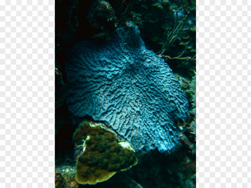 Coral Island Beach Stony Corals Reef Fish Marine Biology PNG