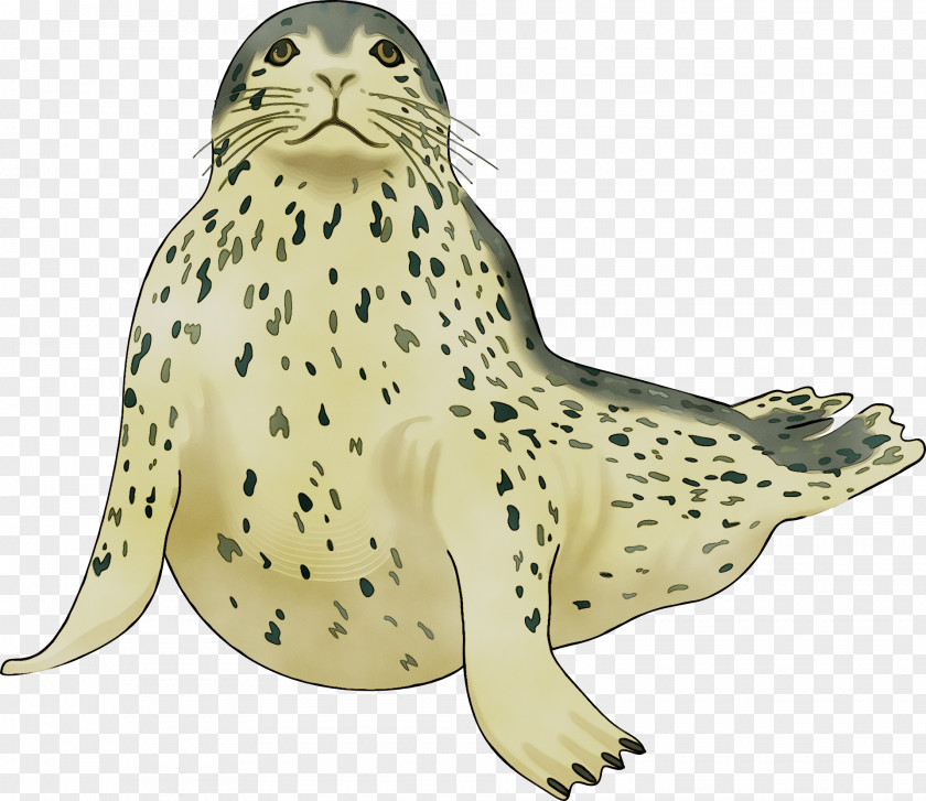 Harbor Seal Sea Lion Clip Art Killer Whale PNG