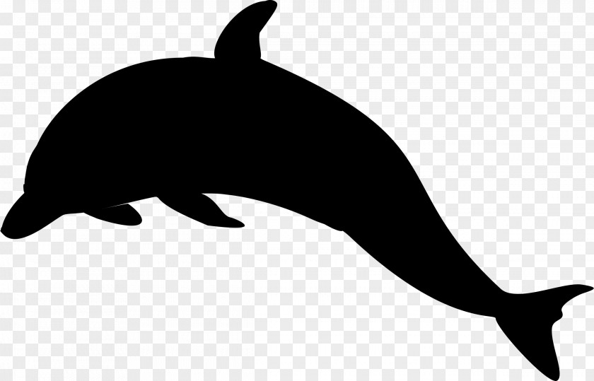 Sea Lion Miami Dolphins Dolphin Killer Whale Clip Art PNG
