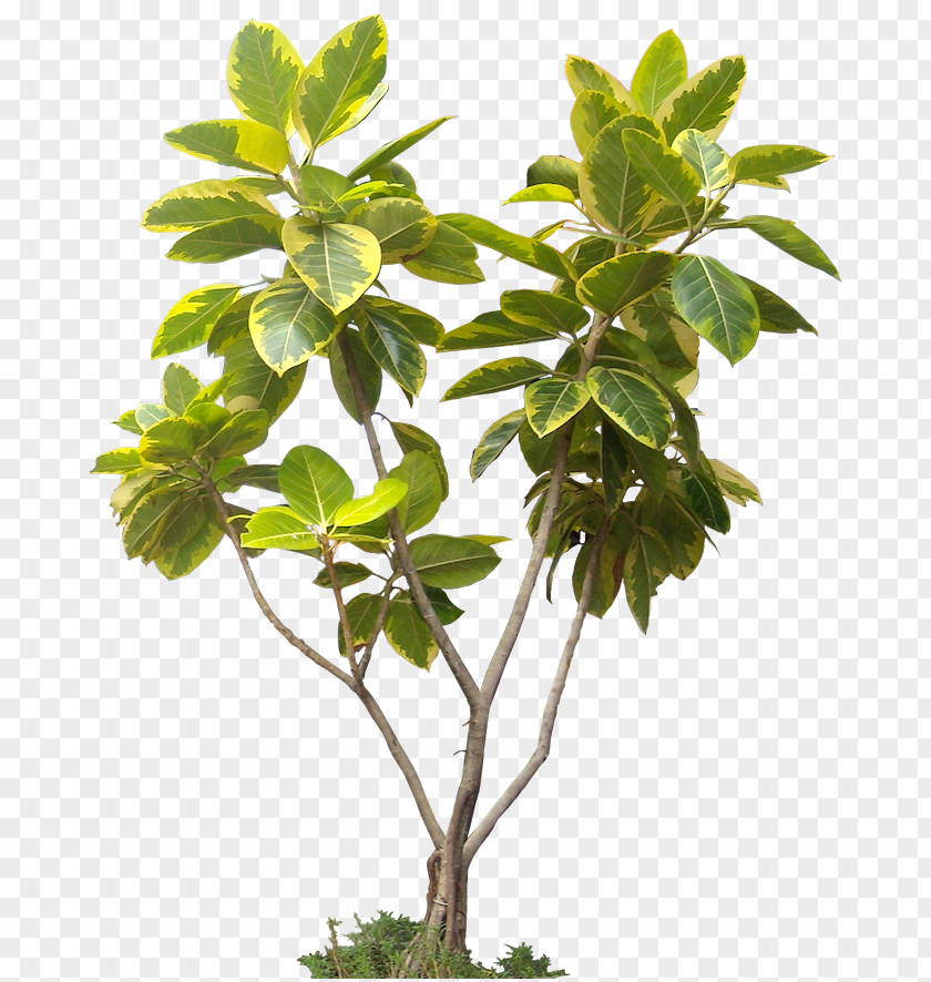 Tropical Leaves Tree Display Resolution Architectural Rendering PNG