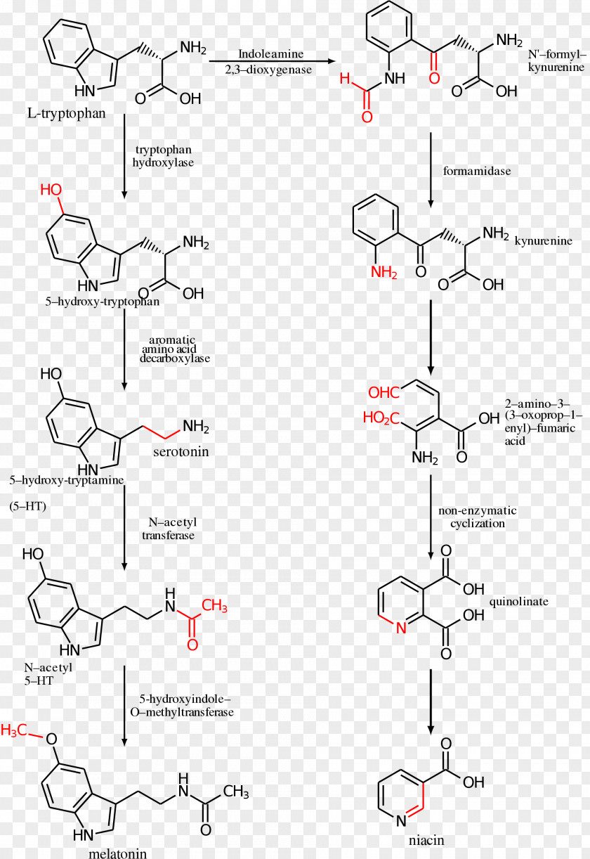 5-Hydroxytryptophan Serotonin Amino Acid Melatonin PNG