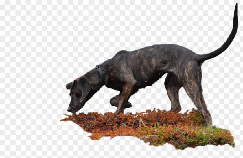 Boar Coon Dog Breed Plott Hound American Kennel Club PNG