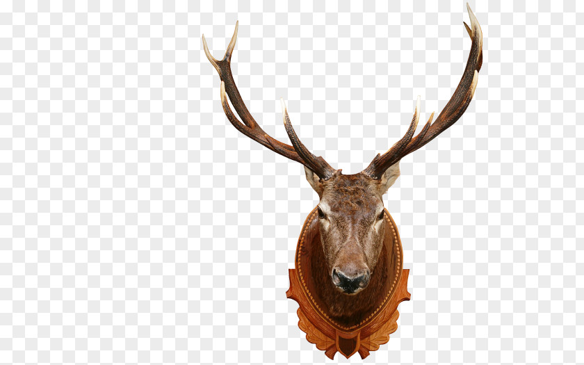 Deer White-tailed Elk Moose Red PNG