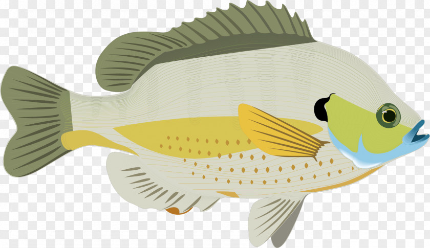 Vector Decorative Green Ocean Fish Prattville, Oklahoma Carassius Auratus Bluegill PNG