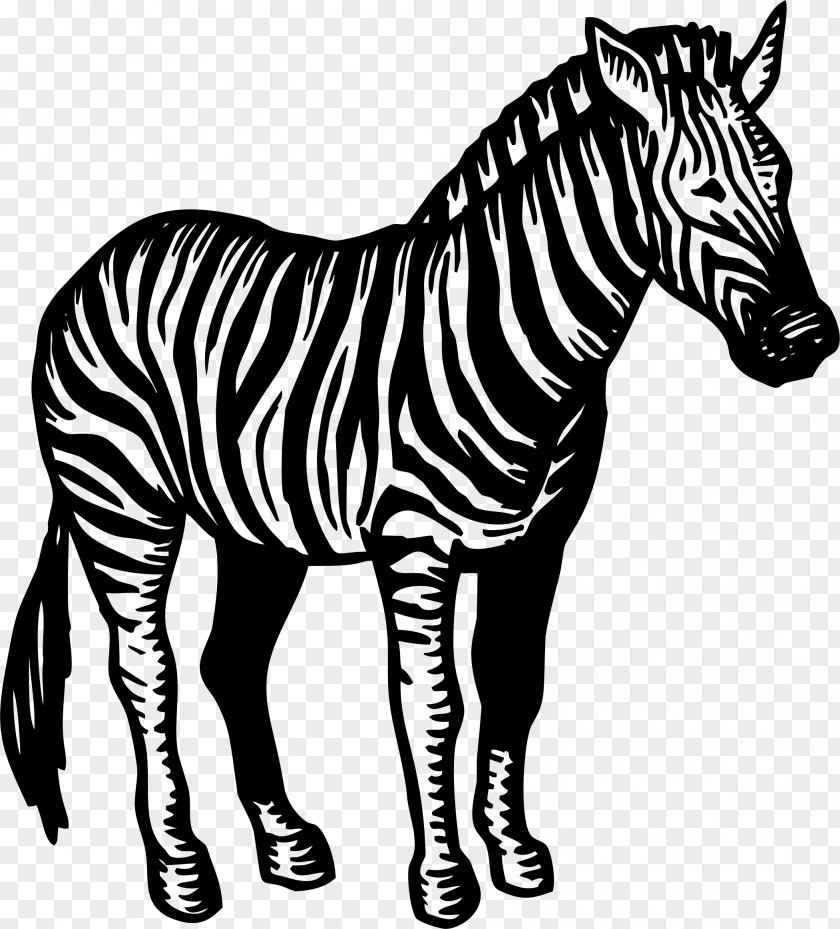 Zebra Quagga Mane Horse Clip Art PNG