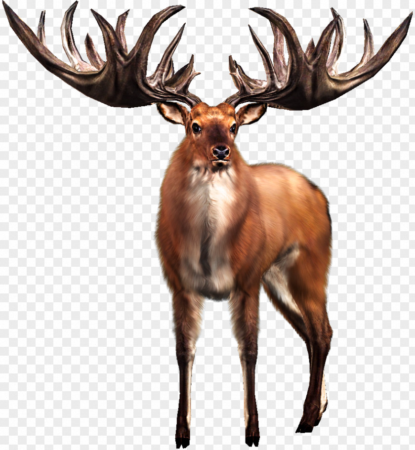 Big Irish Elk White-tailed Deer Buck Hunter PNG