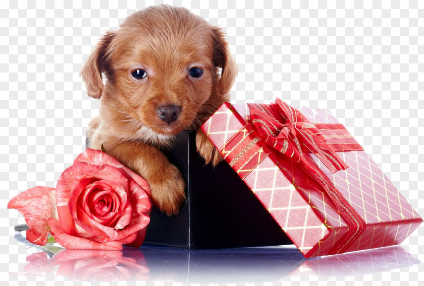 Puppy Bernese Mountain Dog Leonberger Birthday Wedding PNG