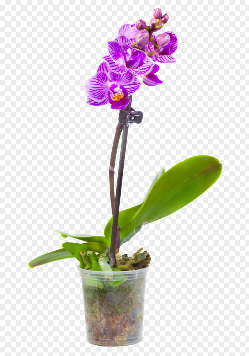 Flower Moth Orchids Flowerpot Photography White PNG