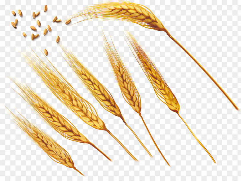 Wheat,golden Common Wheat Ear Barley PNG