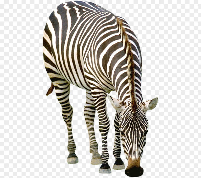 Zebra Quagga Striped Animals Horse PNG