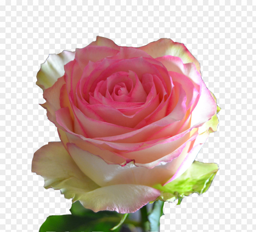 Bi Colored Garden Roses Floribunda Centifolia Pink Cut Flowers PNG