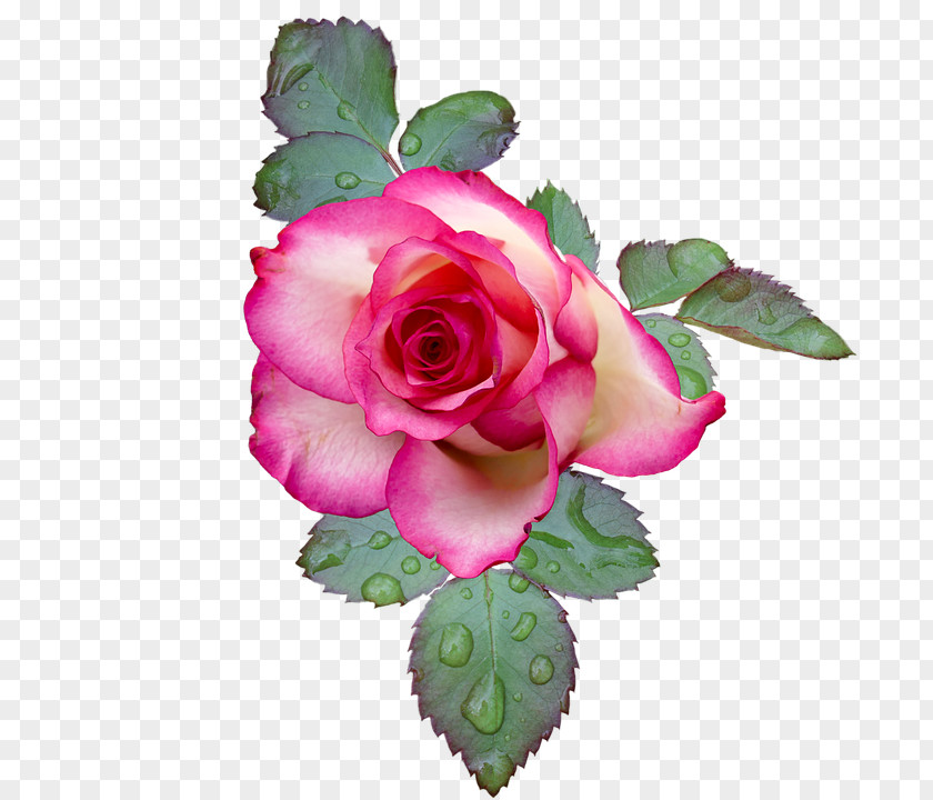 Flower Pink Flowers Garden Roses Stock.xchng Clip Art PNG