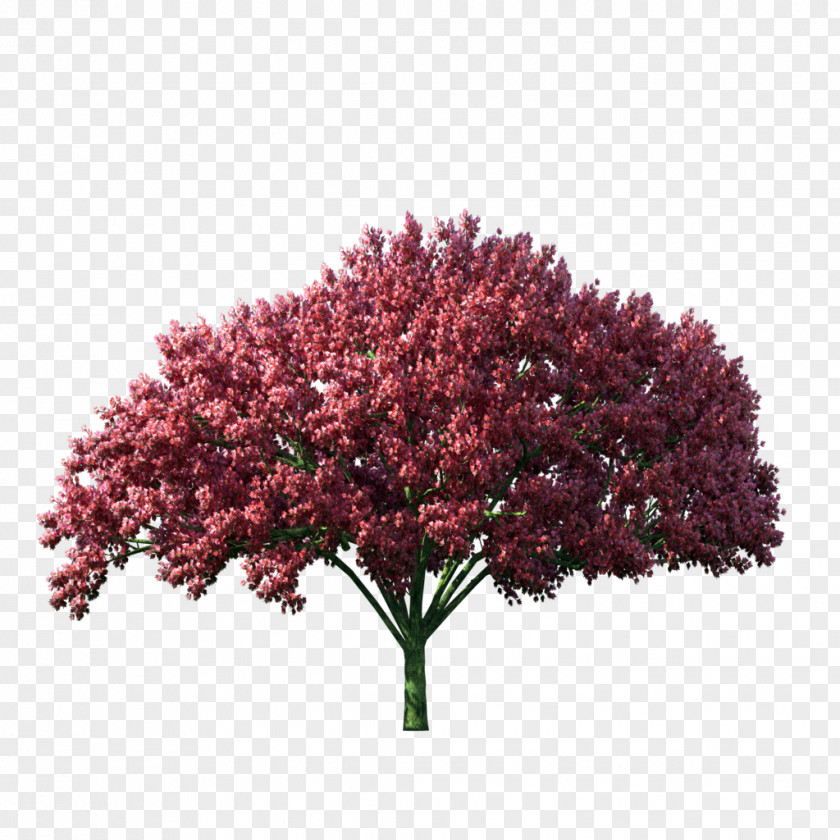 Jerrycan Tree Computer Graphics PNG