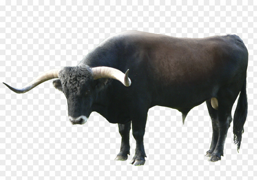 Jesus Lion Texas Longhorn Ox Aurochs Torralba And Ambrona Domestic Yak PNG