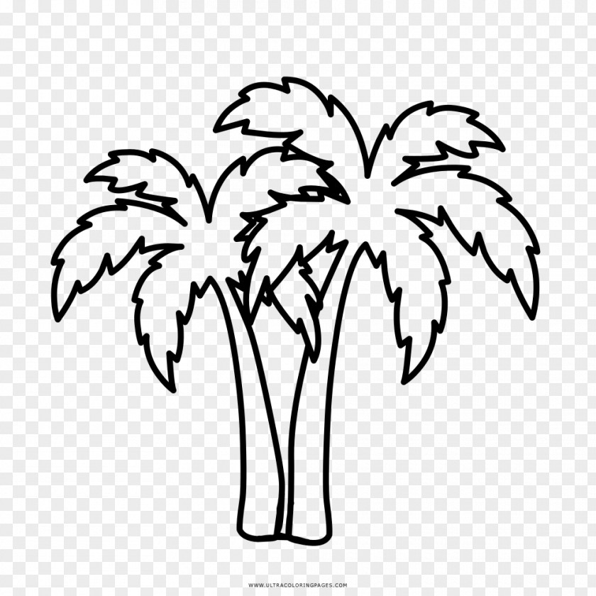 Painting Drawing Coloring Book Arecaceae Line Art PNG