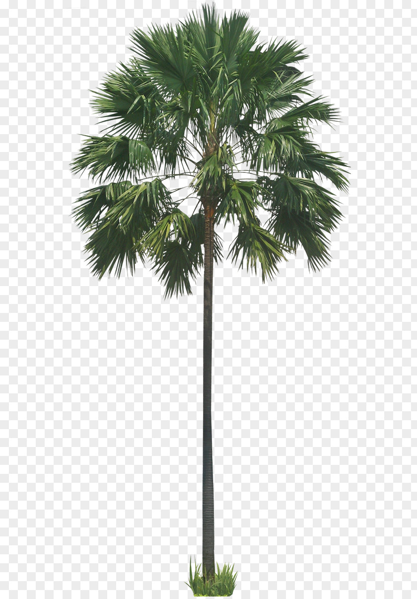 Palm Stone Pine Saribus Rotundifolius Arecaceae Tree PNG
