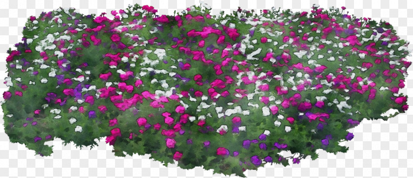 Perennial Plant Geranium Watercolor Flower Background PNG