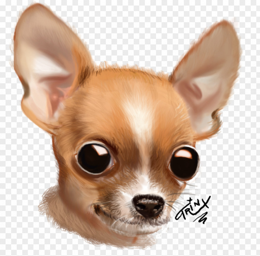 Puppy Chihuahua Russkiy Toy Dog Breed Companion PNG