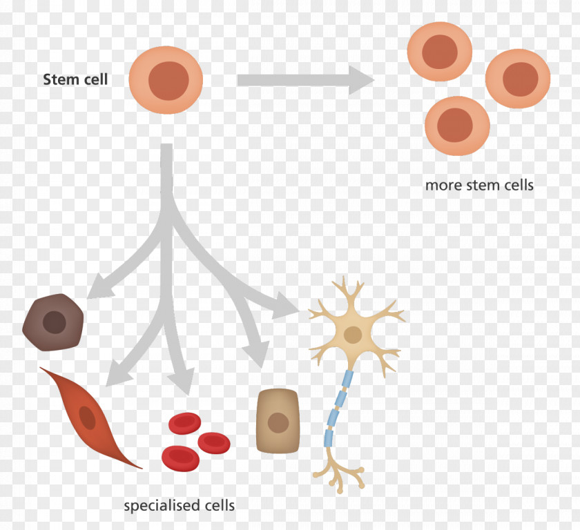Rise Clipart Induced Pluripotent Stem Cell Cellular Differentiation Hematopoietic PNG