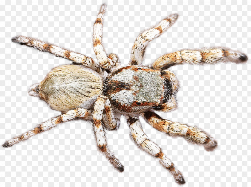 Spider Araneus Cavaticus European Garden Orb-weaver Insect PNG