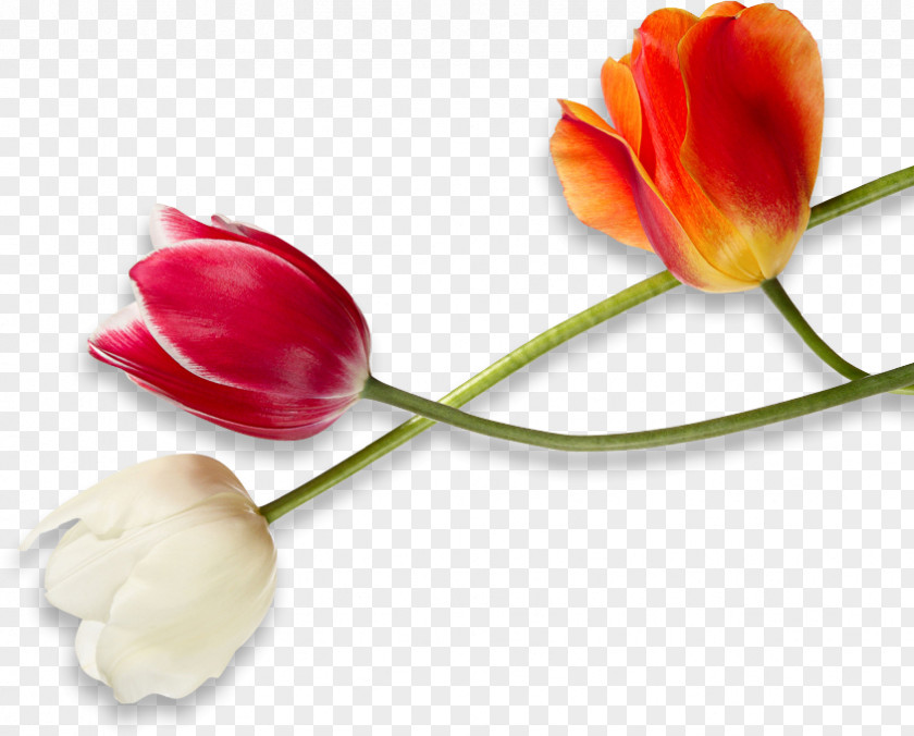 Tulip Bustld Wedding Cut Flowers Plant Stem PNG