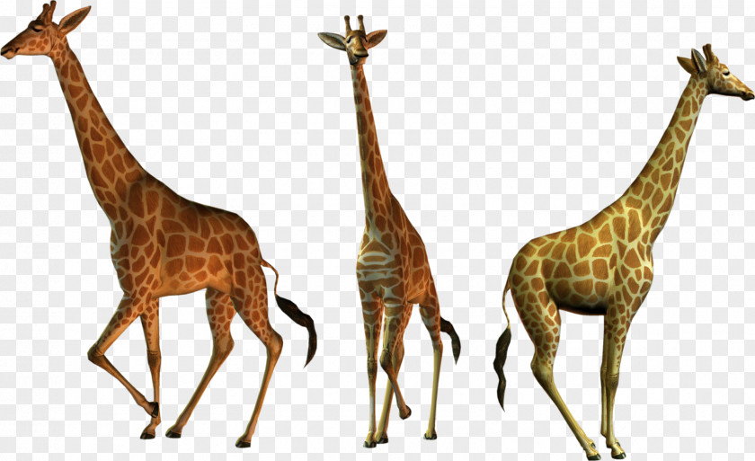 Giraffe Northern PhotoScape Clip Art PNG