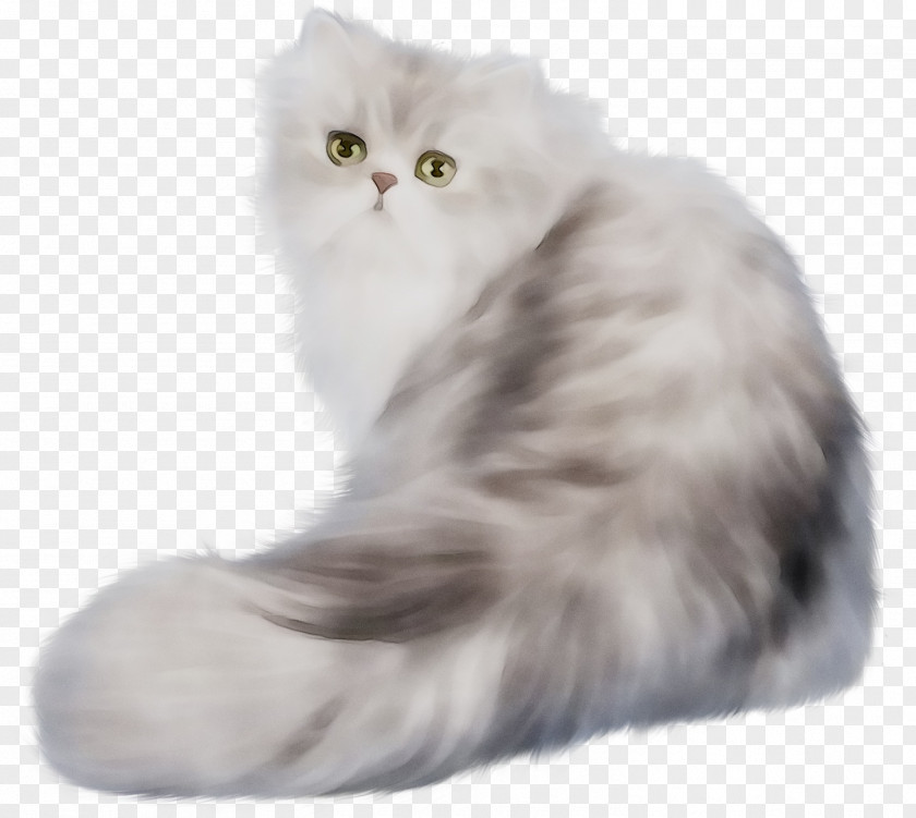 Persian Cat Kitten Himalayan Napoleon Exotic Shorthair PNG