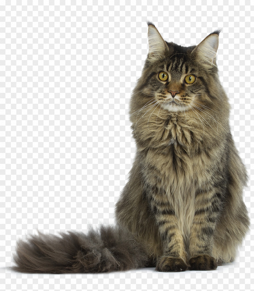 Raccoon Maine Coon Exotic Shorthair Turkish Angora PNG