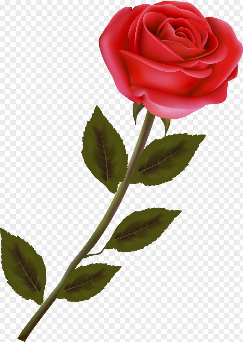 Rose Garden Roses Centifolia Floribunda Rosa Gallica Red PNG