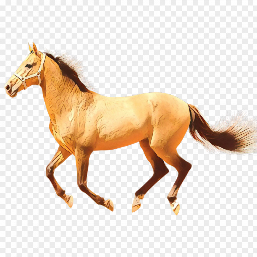 Colt Horse Supplies Cartoon PNG