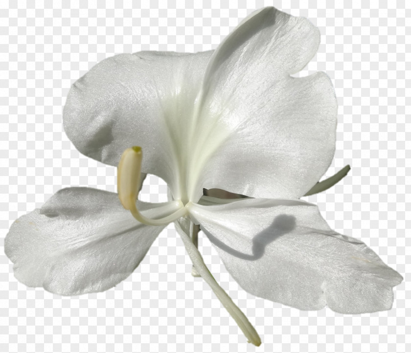 Darshan Moth Orchids Cut Flowers Petal PNG