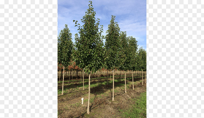 Deciduous Specimens Callery Pear Tree Oak Evergreen Birch PNG
