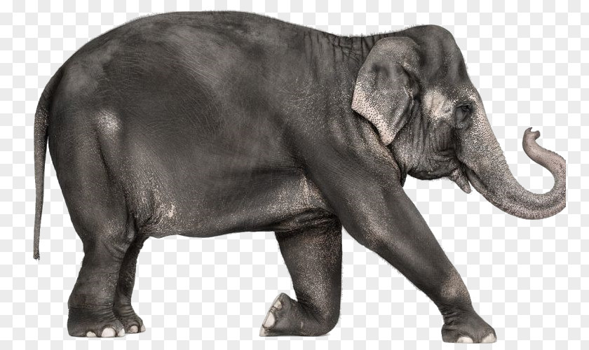 Elephant African Indian Creature PNG