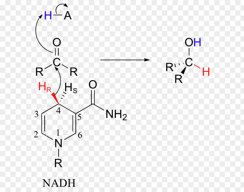 Nicotinamide Adenine Dinucleotide Redox Atom Nitrogen Pyridine PNG