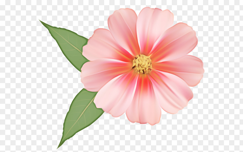 Perennial Plant Impatiens Pink Flower Cartoon PNG