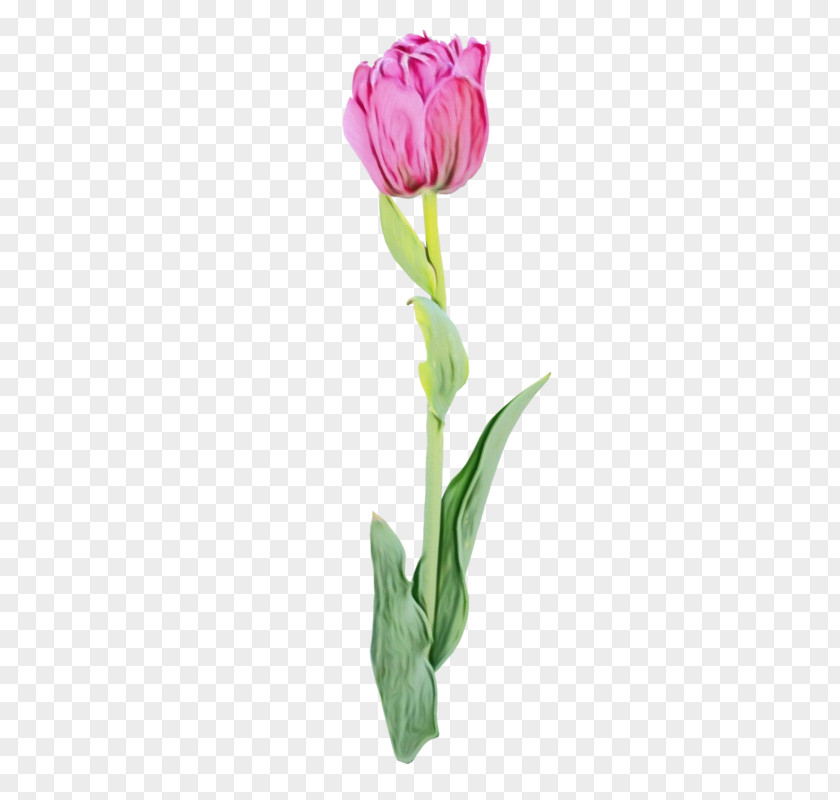 Plant Stem Pedicel Flower Flowering Tulip Cut Flowers PNG