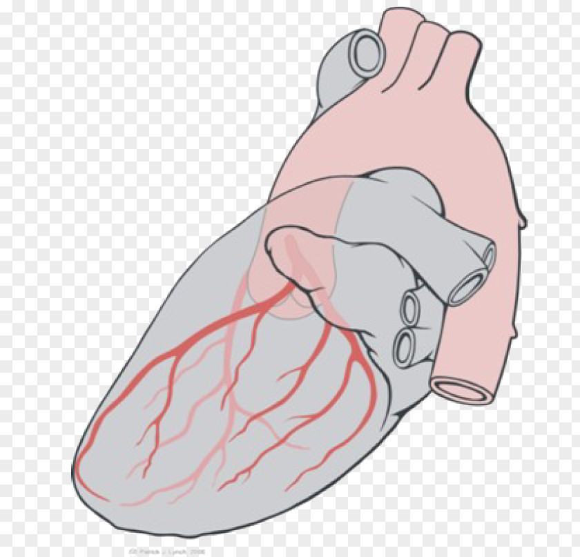 Circulatory System Circumflex Branch Of Left Coronary Artery Heart Arteries PNG