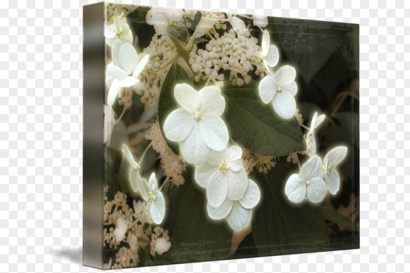 Hydrangea Frame Flowering Plant PNG