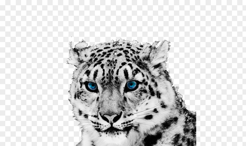 Lovely Snow Leopard Head Like The Tiger Cheetah PNG