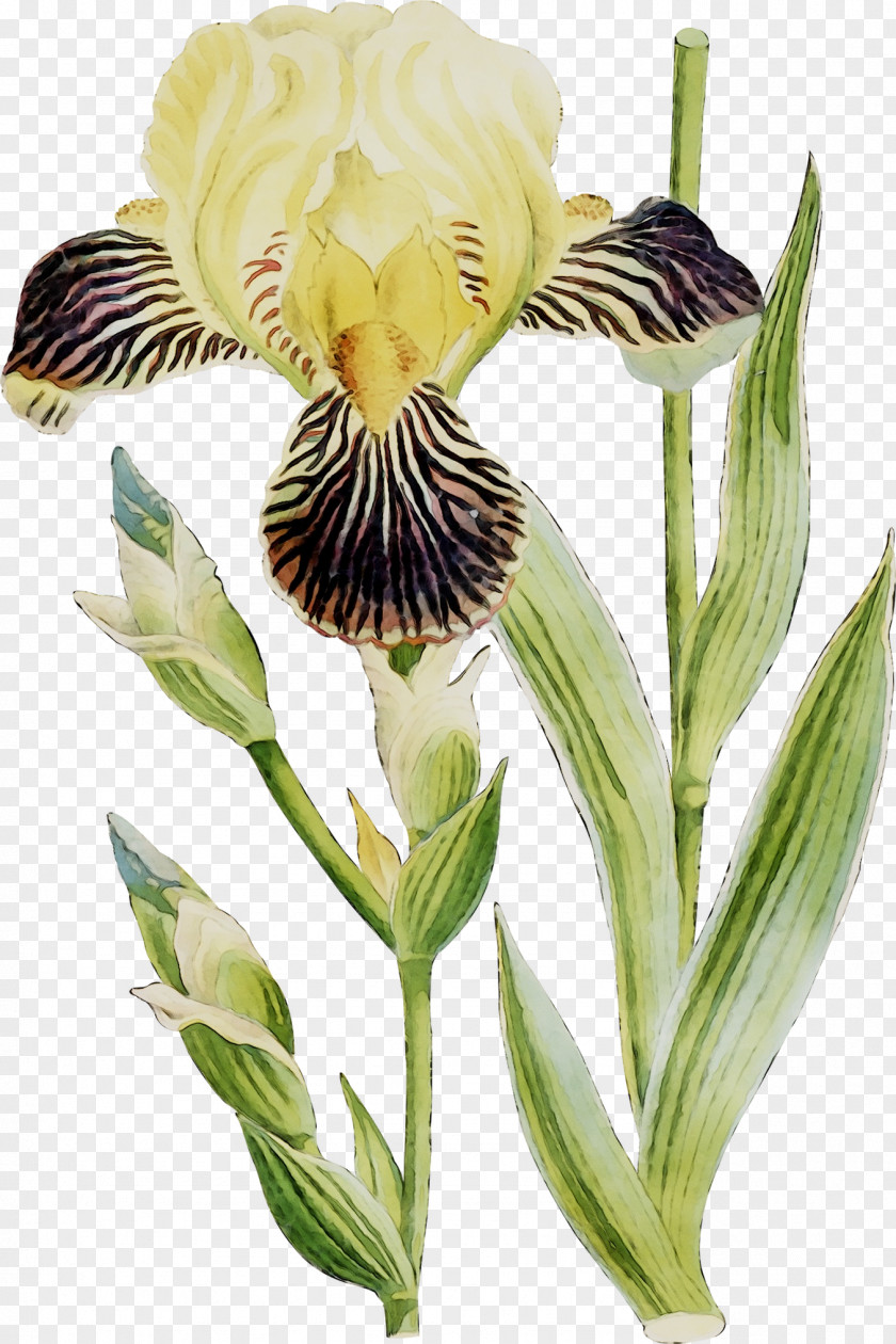 Orris Root Lily Of The Incas Plant Stem Plants PNG