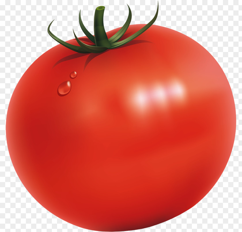 Tomato Plum Bush Food U852cu679c PNG
